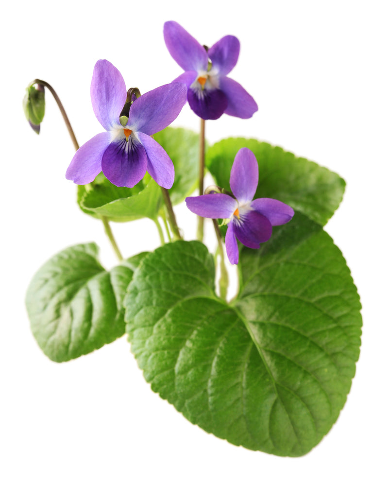 Violet Leaf Absolute Essential Oil