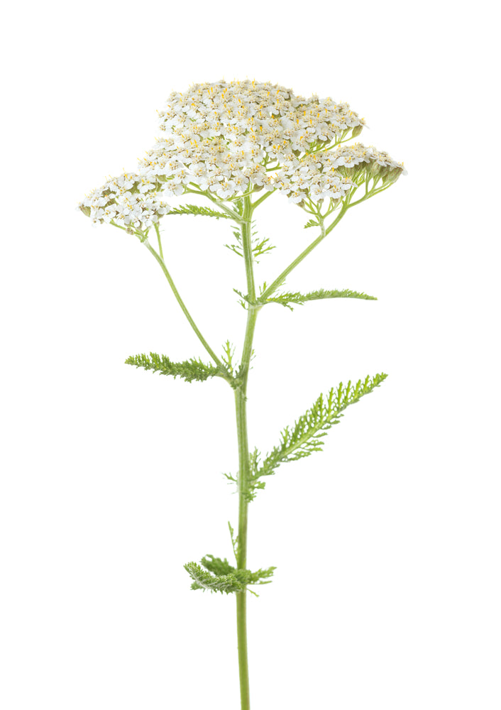 Yarrow Essential Oil, achillea millefolium from Artisan Aromatics