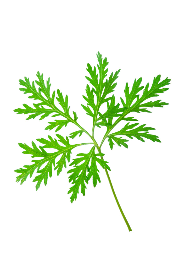 Wormwood Powder (Artemisia annua) – Wild Life Aromatics